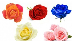 IZABERI RUŽU I OTKRIJ KADA ĆE TI SE ŽELJA OSTVARITI! Test koji razotkriva tvoju PODSVEST