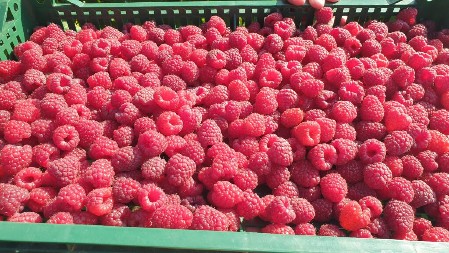 BROJI SE SITNO DO POČETKA BERBE SRPSKOG CRVENOG ZLATA Šta malinari mogu da očekuju ove sezone?