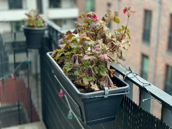 OPORAVITE UVELO CVEĆE Poprskajte ga ovim rastvorom, oživeće za nekoliko dana!