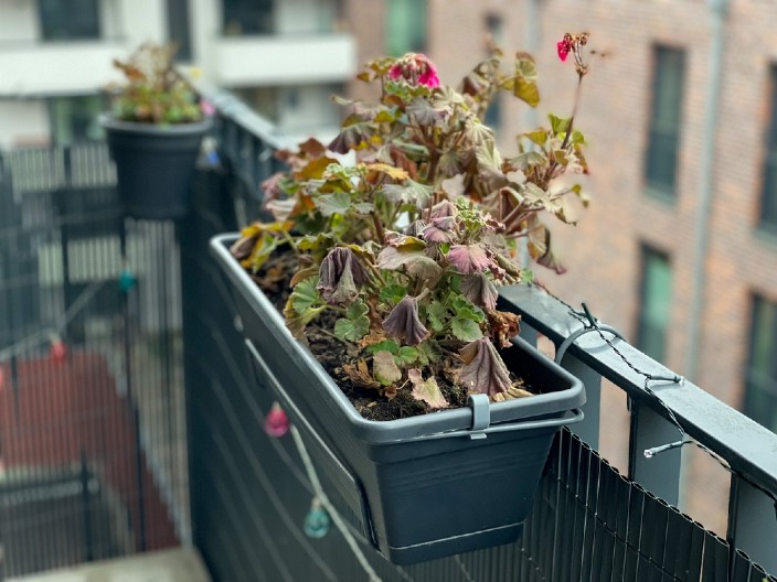 OPORAVITE UVELO CVEĆE Poprskajte ga ovim rastvorom, oživeće za nekoliko dana!