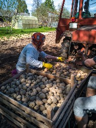 KAKO DA IZ 20 ŽBUNOVA IZVUČETE 40 KANTI KROMPIRA Naše bake su znale za tajni sastojak koji su stavljale u svaku rupu