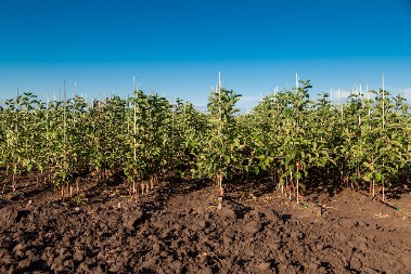 DNEVNICA DO 6.000 DINARA Radna snaga se teško pronalazi