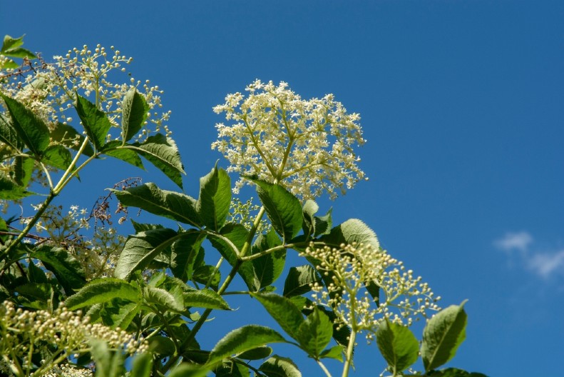 TAJNI RECEPT ZA DOMAĆE SLATKO OD ZOVE Malo ko zna za ovo, a tvrde da je najbolji na svetu