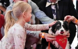 PAS PANDA OSVOJIO NAGRADU U KANU Bio je sjajan u porodičnoj drami