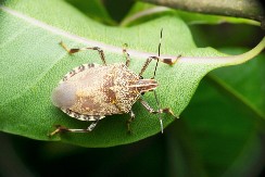 KAKO OTERATI SMRDIBUBE Prirodno sredstvo za insekte od 2 sastojka, sprečiće ih da ulaze u vašu kuću
