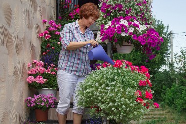 VAŠEM RASKOŠNOM CVEĆU ĆE SE SVI DIVITI U vodu za zalivanje dodajte 1 sastojak, biće lepo kao sa slike!