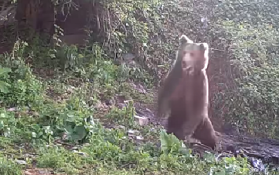 MEDVEDI SE PRIBLIŽAVAJU LJUDIMA NA ŠAR PLANINI! Izdato HITNO upozorenje