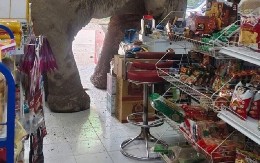 KAMERA SNIMILA HOROR U PRODAVNICI Divlja zver razbila vrata, pa ušetala u radnju kao da je kupac - ljudi bežali glavom bez obzira! (VIDEO)