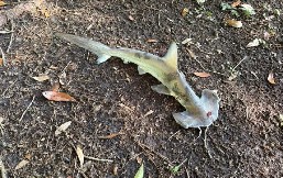 DA ČOVEK NE POVERUJE! Ajkula pala s neba - ali stvarno! (FOTO)