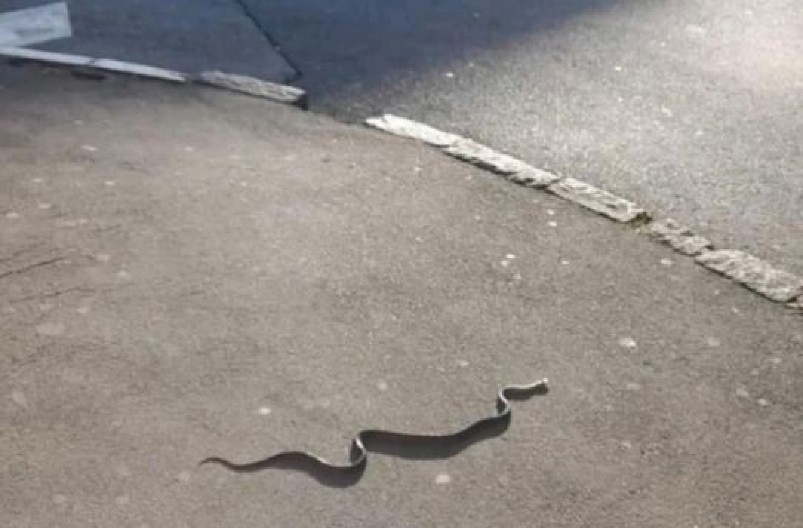 ZMIJA UJELA ČOVEKA USRED DANA U CENTRU KRAGUJEVCA! Građani u šoku: Iskočila niotkuda i ujela ga na trotoaru! (FOTO)