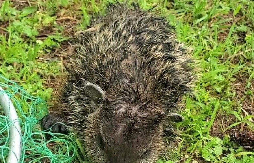 PRESTRAVLJENO MLADUNČE STAJALO NA PRAGU KUĆE I PREKLINJALO ZA POMOĆ Ono što je usledilo, slomiće i najtvrđa srca! (FOTO)