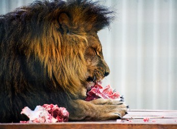 LAVOVSKA GOZBA U SUPERMARKETU Radnik u jednoj južnoafričkoj prodavnici samo što se nije onesvestio kod frižidera sa mesom - prizor nije za osetljive