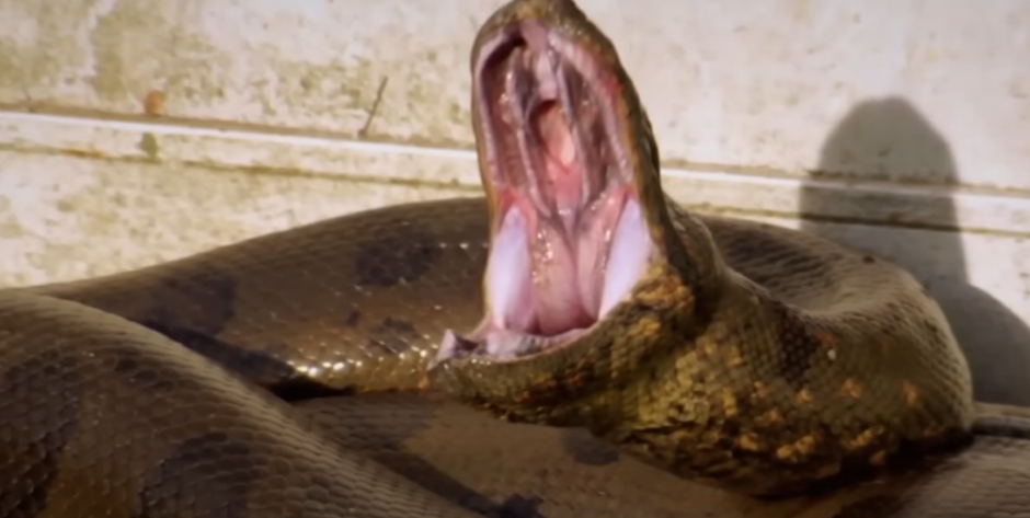 OVAJ MIRIS OTKRIVA ZMIJU U KUĆI Nađite je i uništite na vreme