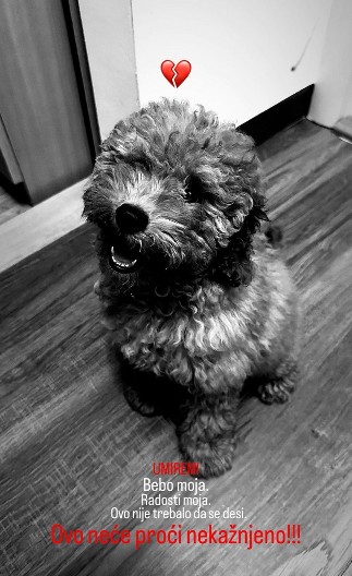 "NE MOGU DA PREBOLIM!" Pas preminuo nakon šišanja, vlasnica slomljena: Tvrdi da joj je grumer maltretirao Tili (FOTO)