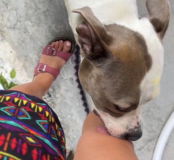 SRPKINJA OKAČILA KLIP SA PSOM NA TIK TOK, NAKAČILA JOJ SE GOMILA MANIJAKA "Stavi meni povodac", "Jel' ima dobar jezik?" (FOTO)