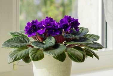 RASTVOR KOJI PODMLAĐUJE LJUBIČICE  Proveren način zalivanja će potpuno osvežiti stare cvetove