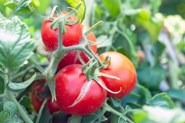 AKO SE LISTOVI PARADAJZA UVIJAJU, REAGUJTE NA VREME Stručnjak savetuje šta da preduzmete