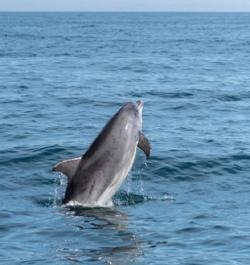 LJUDI OVO JOŠ NISU VIDELI Delfin ubica pomahnitao - bacao je ajkulu u vazduh, kamera sve snimila