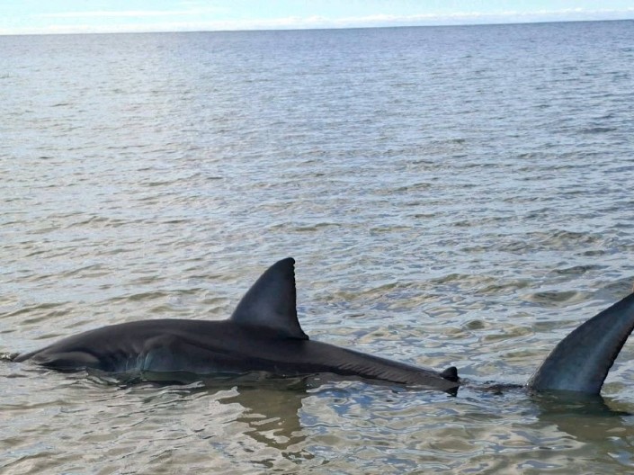 STRAVIČAN NAPAD U VODI Ajkula iskasapila dečaka (16) na poznatoj plaži, spasioci jedva sprečili tragediju (VIDEO)