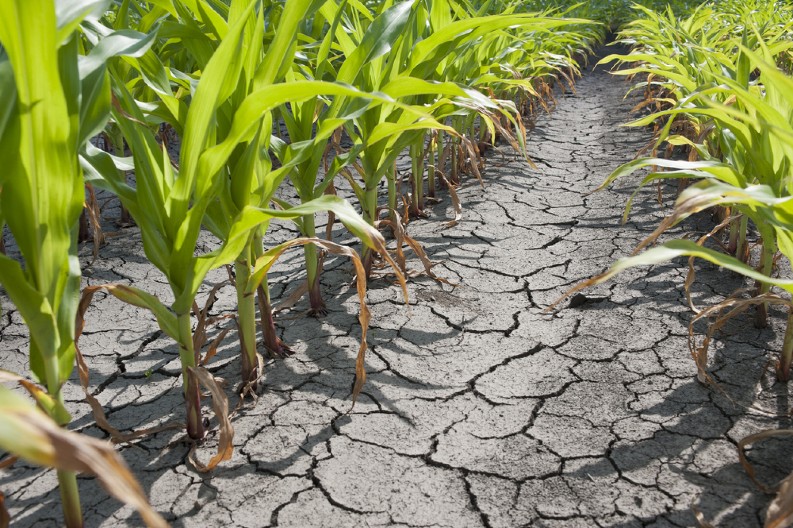 JUN MESEC NAJSUŠNIJI OD KADA POSTOJE MERENJA U većini gradova Srbije nije pala nijedna kap kiše
