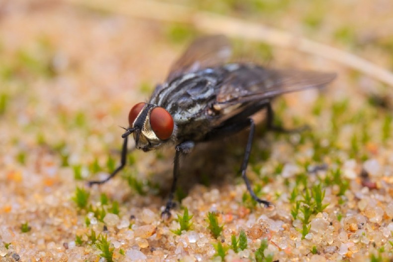 NE KOŠTA NI 40 DINARA, A TERA MUŠICE K'O OD ŠALE Stavite ovo prirodno sredstvo u kuhinju, blizu prozora, ma gde god, ima da se razbeže momentalno