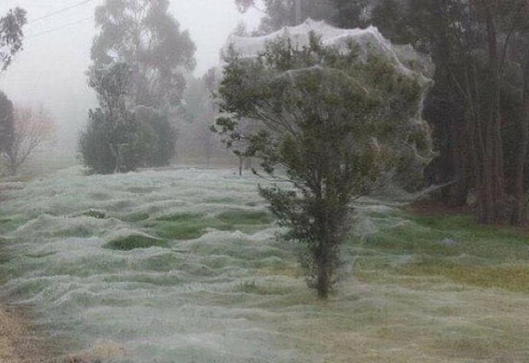 IZGLEDA KAO SNEG, A ZAPRAVO JE NEŠTO OD ČEGA ĆETE SE NAJEŽITI: Pogledajte prizore u Australiji koji nastaju nakon poplava (FOTO/VIDEO)