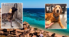 TURISTIČKI RAJ, A PAKAO ZA PSE! Zverstva nad psima u Egiptu: Psi silovani, sakaćeni i ubijani dok turisti piju koktele