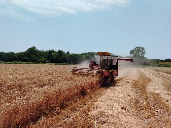 ŽETVA ŽITA ZA VRUĆINU NE PITA Ratari samo vezu po njivama u Šumadiji