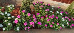 VRAĆA IH U ŽIVOT ODMAH, A NE KOŠTA NI 100 DINARA Ovo je najbolja prihrana za cveće, samo obratite pažnju na jednu stvar