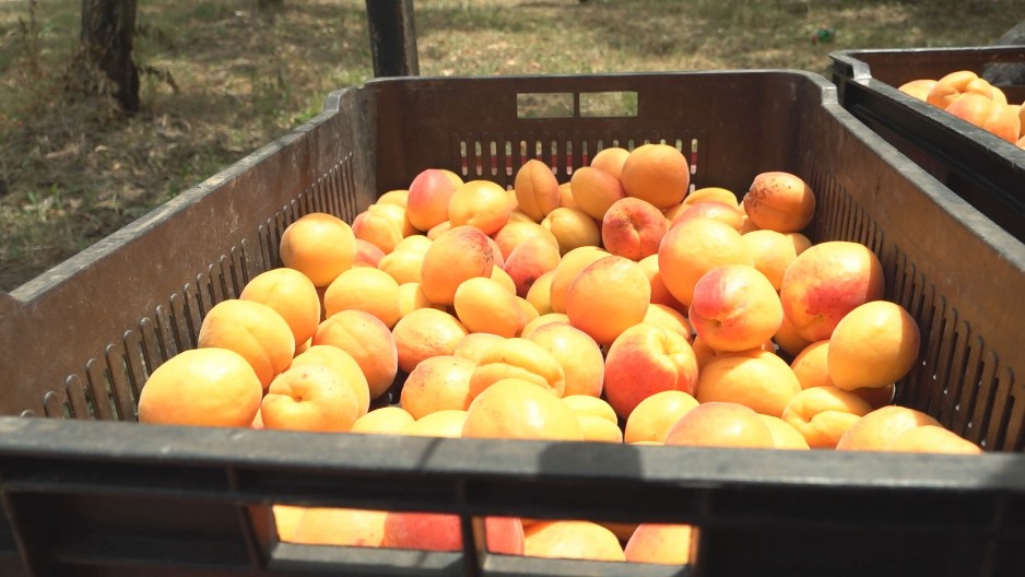 9 RAZLOGA DA SVAKOG DANA JEDETE KAJSIJE Evo zašto ih lekari preporučuju