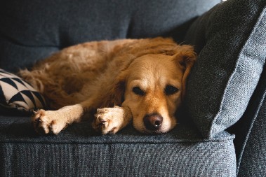 PAS JE POD STRESOM AKO SE OVAKO PONAŠA Obratite pažnju na 10 znakova