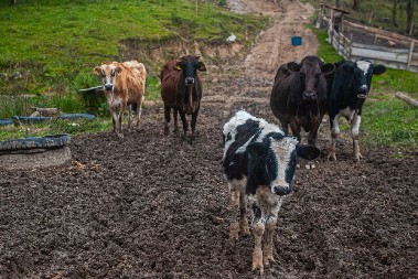 STOKA U OPASNOSTI, MEDVEDI NA VIDIKU: Meštani očajni zbog suše i divljih životinja