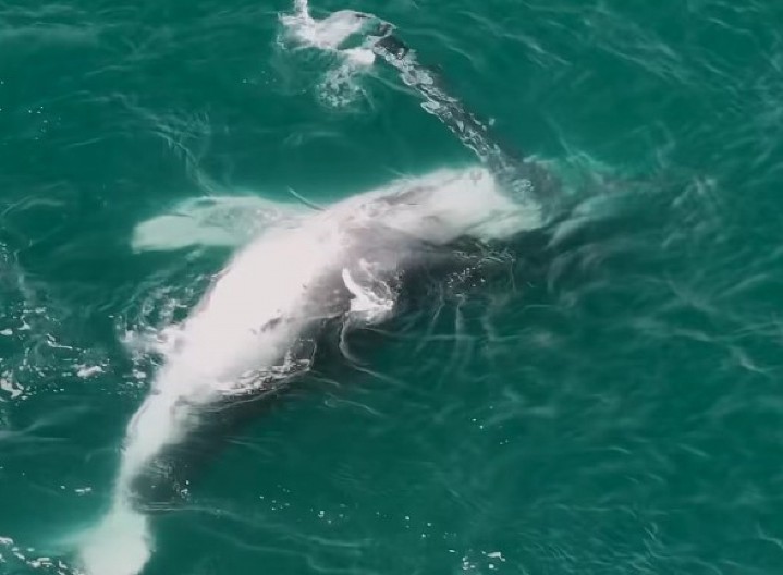 SNIMAK KOJI ODUZIMA DAH Ogromni kit zalutao u plićak, neočekivani pomagači stižu u poslednjem trenutku