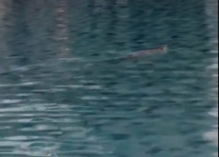 "ĆERKA MI UMIRE..." HOROR U AKVA-PARKU U HRVATSKOJ: Devojčica (3) pala iz očevog naručja na beton i preminula!