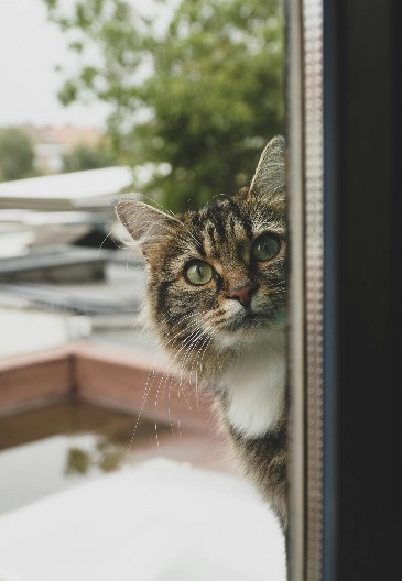 ZAŠTO VAS MAČKA PRATI SVUDA PO KUĆI? Radi to s razlogom, a većina vlasnika nema pojma zašto