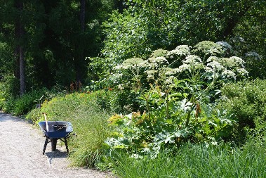 OPASNA BILJKA SE ŠIRI PO SRBIJI Izgleda kao korov, a izaziva OPEKOTINE I SLEPILO – ne prilazite bez zaštite