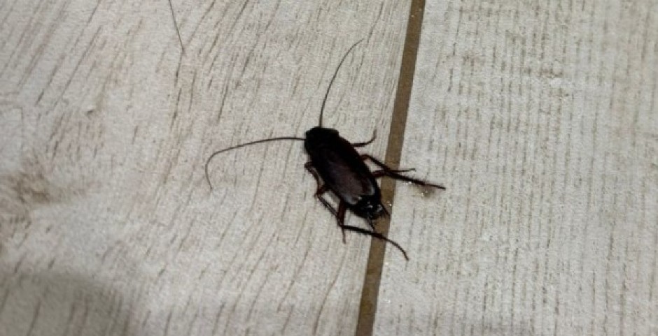 PRESELO IM LETOVANJE Platili 1.500 evra pa dobili smeštaj sa bubašvabama (FOTO)