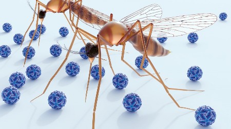 OGLASILI SU SE NADLEŽNI Reč je o virusu Zapadnog Nila