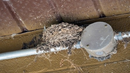 NAŠI STARI VERUJU  Navlačite bedu ako dirate gnezdo ove ptice - tako ćete samo prizvati loše vesti i nemir u porodici