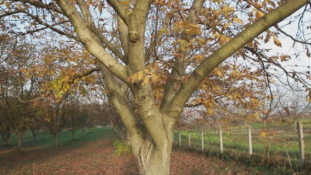 SADNJA OVOG DRVETA JE DUGOROČNA INVESTICIJA Prihode donosi 35 godina