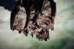 HOROR NA ODMORU: Slepi miš joj uleteo u usta, a onda je krenuo njen PAKAO!