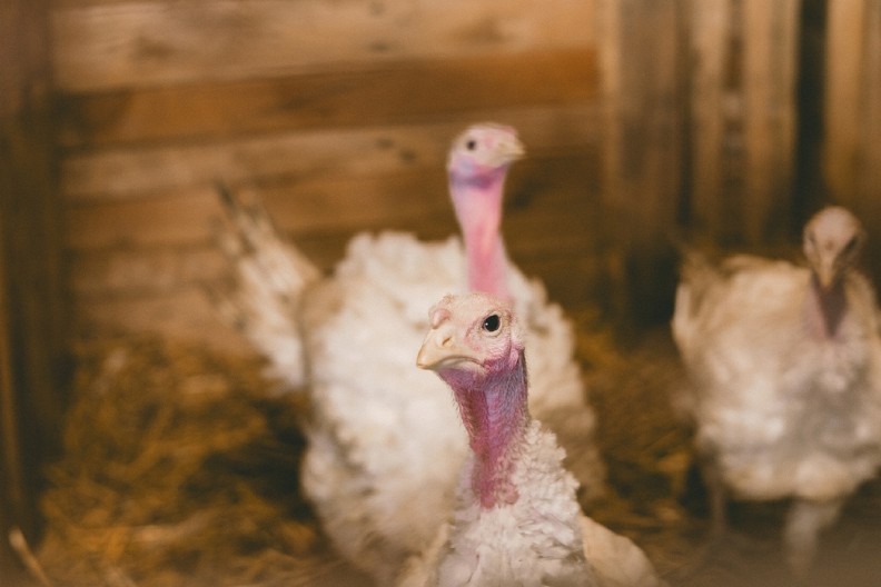 JEDAN OD RETKIH U SRBIJI Domaćin Marčeta drži 900 ćuraka i sve radi sam
