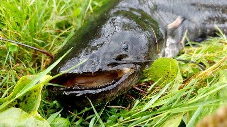 „DOBILI SMO OD NJEGA 60 PORCIJA“ Pecaroši iz jezera izvukli soma monstruma (FOTO)