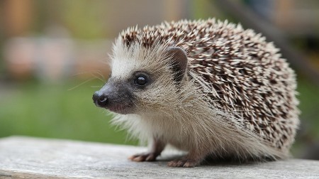 VIDELI STE JEŽA U BAŠTI? Ovo je važno da znate pre nego što bilo šta uradite
