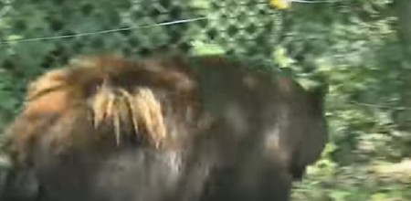 MISTERIOZNA DIVLJA ŽIVOTINJA SNIMLJENA ISPRED KUĆE Svi u šoku zbog JEZIVOG stvorenja! (VIDEO)