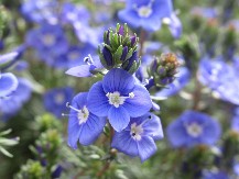 U AVGUSTU SU JE NAŠE BAKE BRALE PO LIVADAMA U narodu je poznato da ova biljka čisti krv, jača pamćenje i leči rane, a raste svuda oko nas