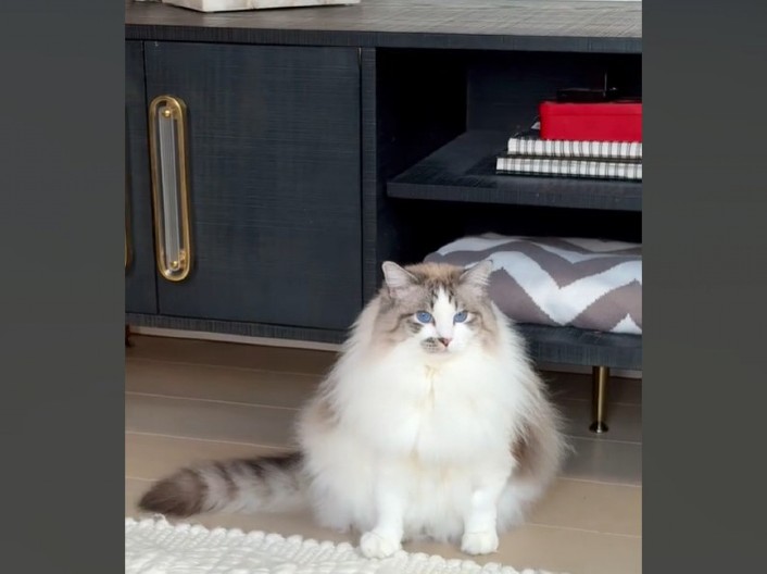 „KAKO JE USPEO TO DA URADI?“ Snimak mačka koji odmara u neobičnoj pozi nasmejao 3 miliona ljudi!