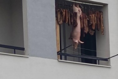 OKAČILI "LEŠINU" NA ŽICU, PA NAPRAVILI PRAVU SRPSKU SUŠARU! Šok scena u Futogu - ljudima popadale vilice!(FOTO)