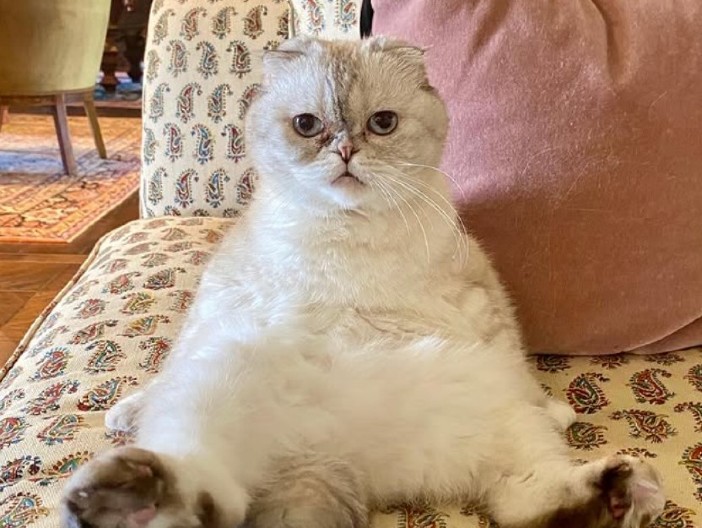 OLIVIJA JE NAJPOPULARNIJA I NAJBOGATIJA MAČKA NA SVETU Njeno bogatstvo se meri milionima dolara