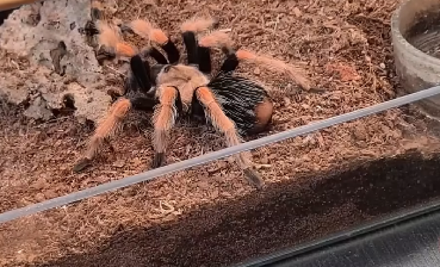 NOVA OBDARENA TARANTULA Onaj deo tela joj je najduži